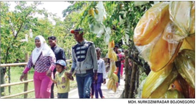 Berkah Belimbing di Lahan Banjir